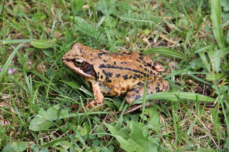 Grasfrosch Steckbrief – Lebensraum, Nahrung, Fortpflanzung