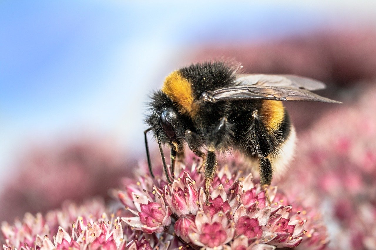 Hummel Steckbrief - Verbreitung, Arten & Artenanzahl, Hummelstaat