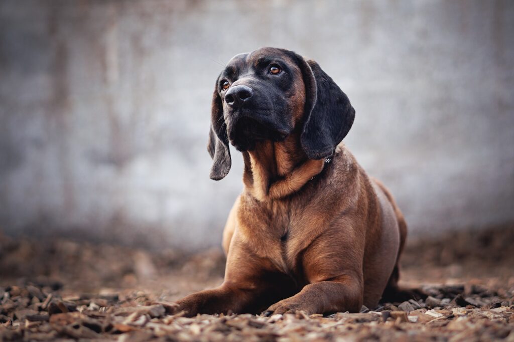 Bayerischer Gebirgsschweißhund Steckbrief Aussehen, Verhalten und Haltung