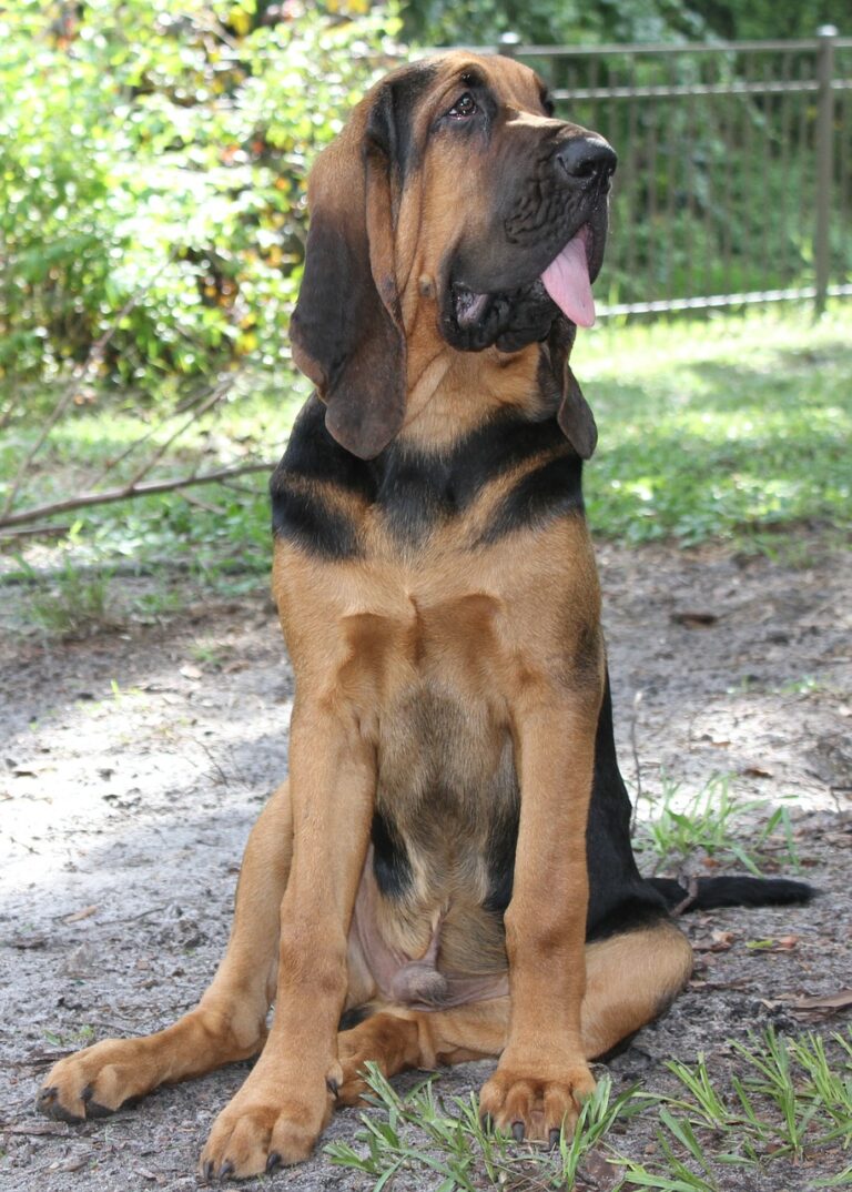 Bloodhound/Bluthund Steckbrief Aussehen, Verhalten und Haltung
